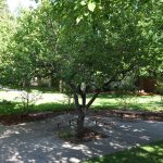 AlvaradoParkside exterior area with walking paths and large trees