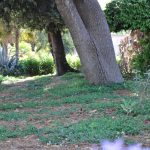 College Street Apartments showing grassy area under tree