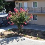 College Street Apartments exterior area showing bike parking and beautiful plant